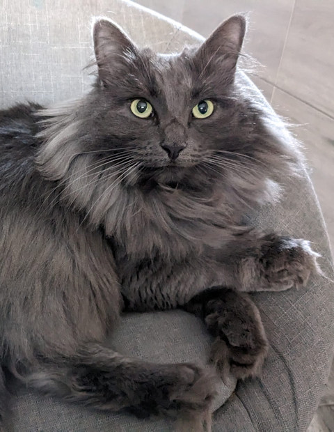 Chatte norvégienne - PEACH de la vallée du Fjord