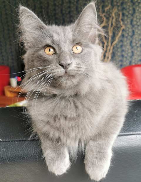Chat norvégien - Uranus