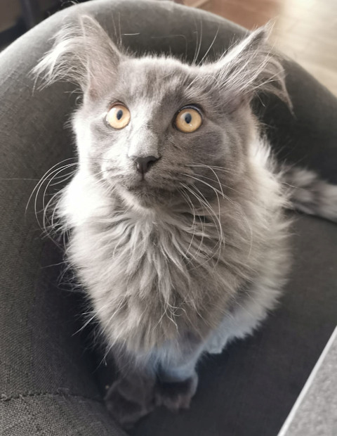 Chat norvégien - Uston