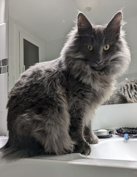 Chat norvégien - Utah