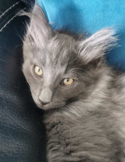 Chatte norvégienne - Ulia