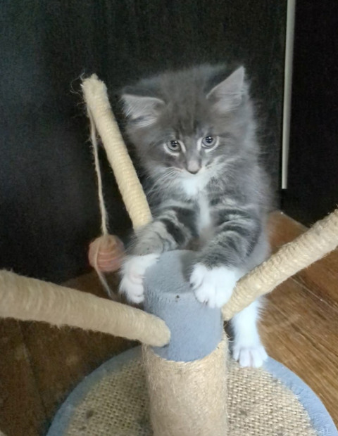 Chat norvégien - Alfie