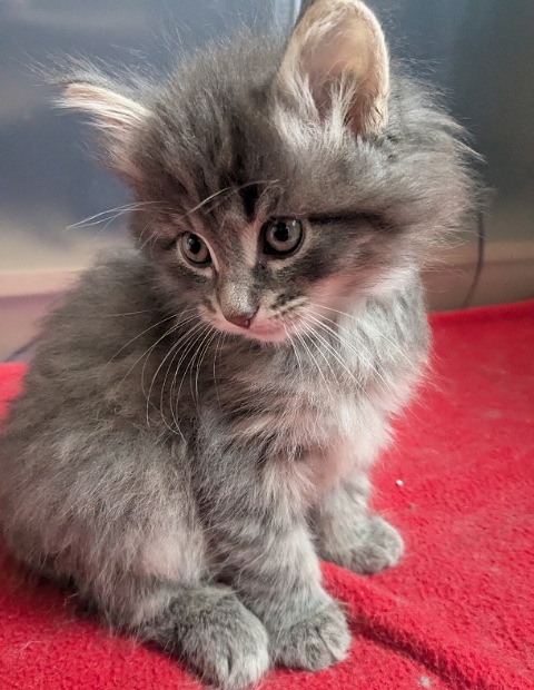 Chat norvégien - Arlo