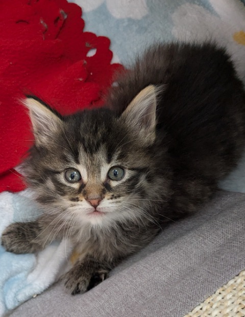 Chatte norvégienne - Abby