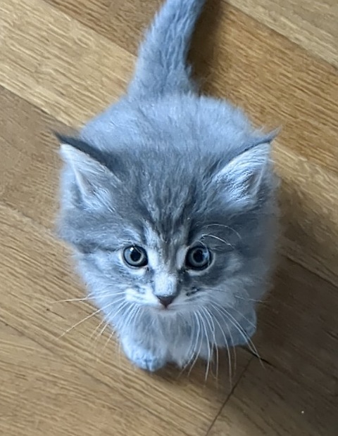 Chatte norvégienne - Alya