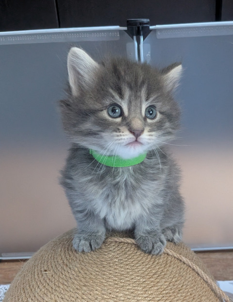 Chaton norvégien - Bako