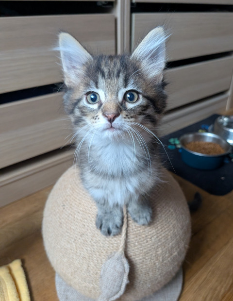 Chaton norvégien - Bazile