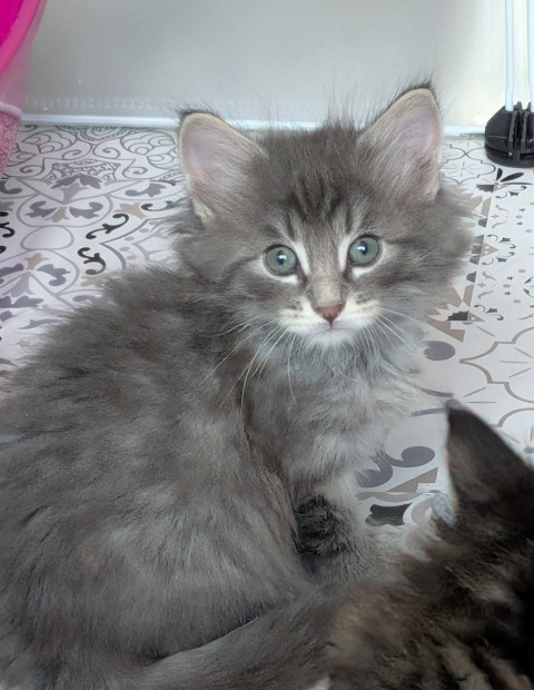 Chaton norvégien - Blue