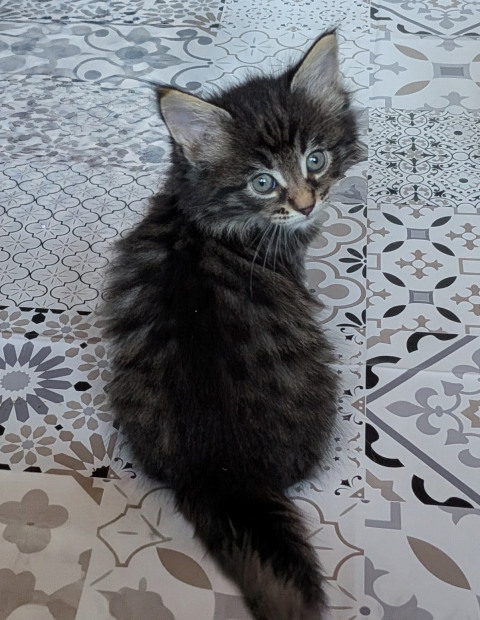 Chaton norvégien - Bouba