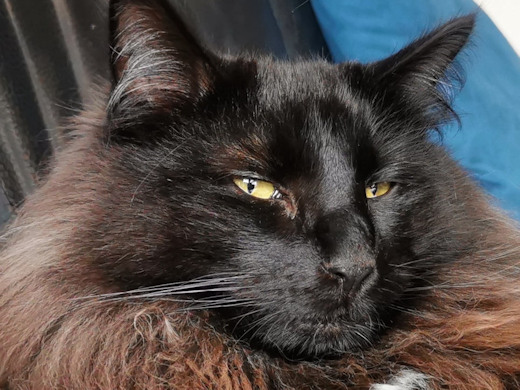 chats norvégiens