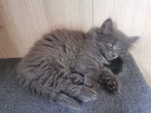 chatons norvégiens