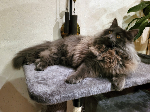 chats norvégiens