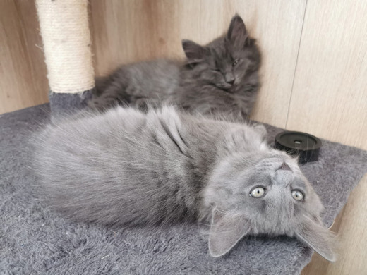 chatons norvégiens