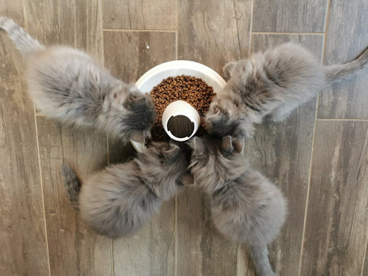 chatons norvégiens