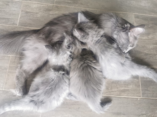 chatons norvégiens