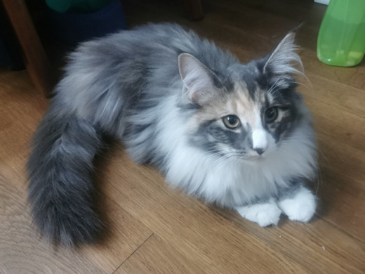 chats norvégiens