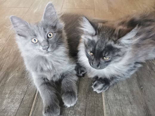 chatons norvégiens
