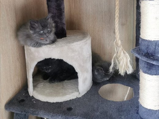chatons norvégiens