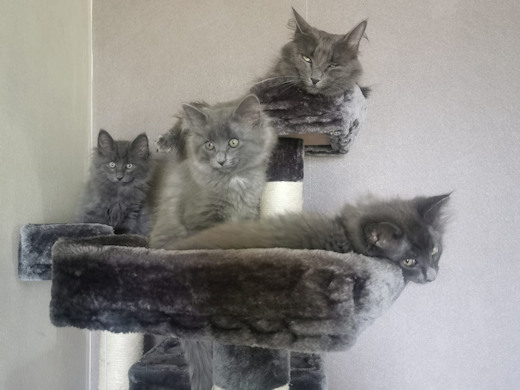 chats norvégiens