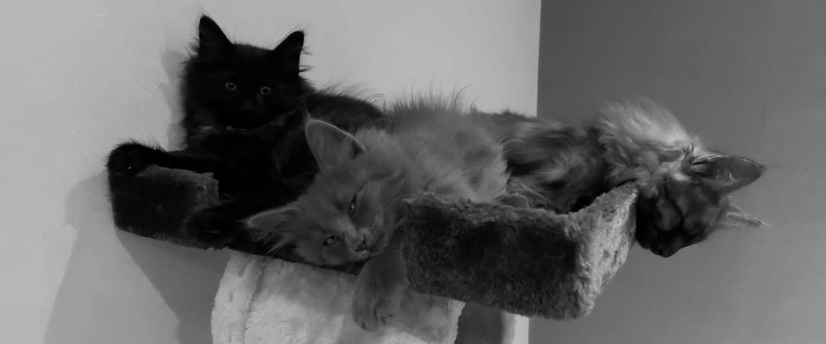 nos chatons