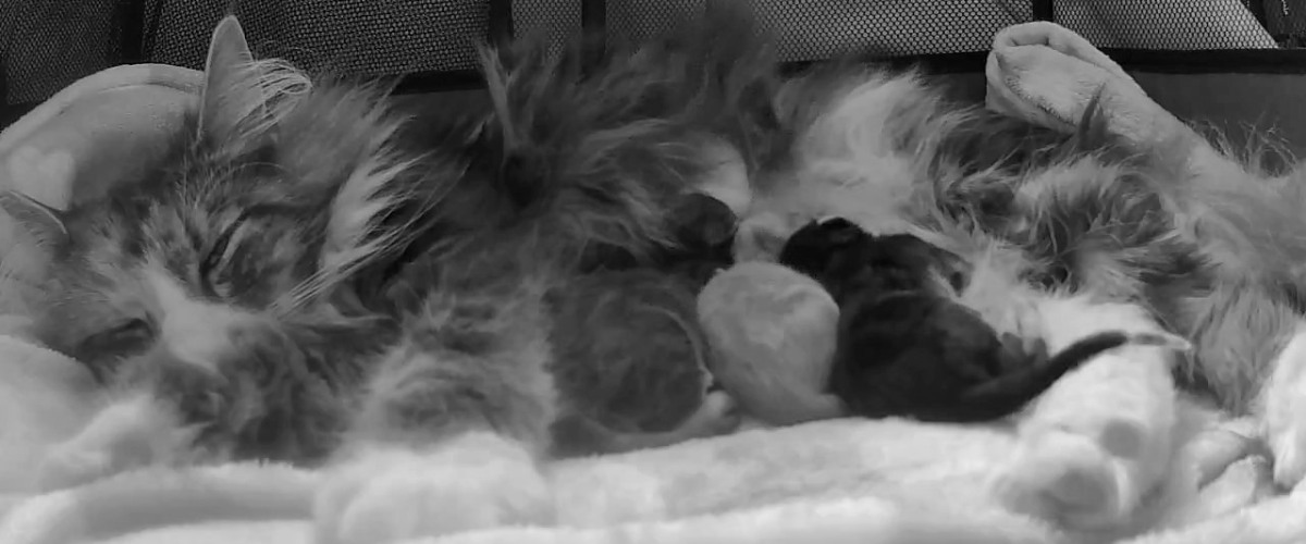 nos chatons