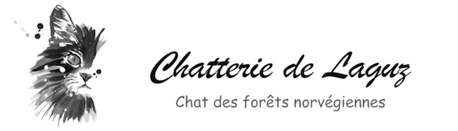 Chatterie de Laguz, chat des forêts norvegiennes