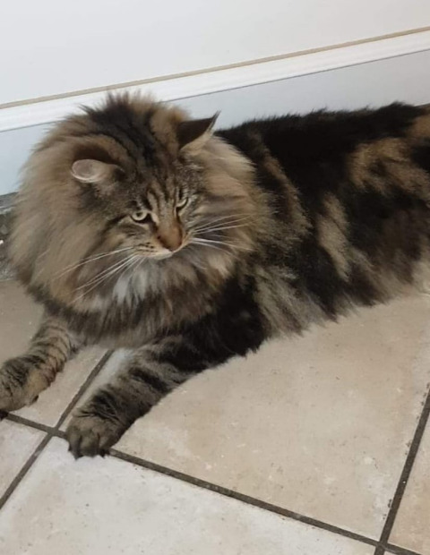 Chat norvégien - Ollister