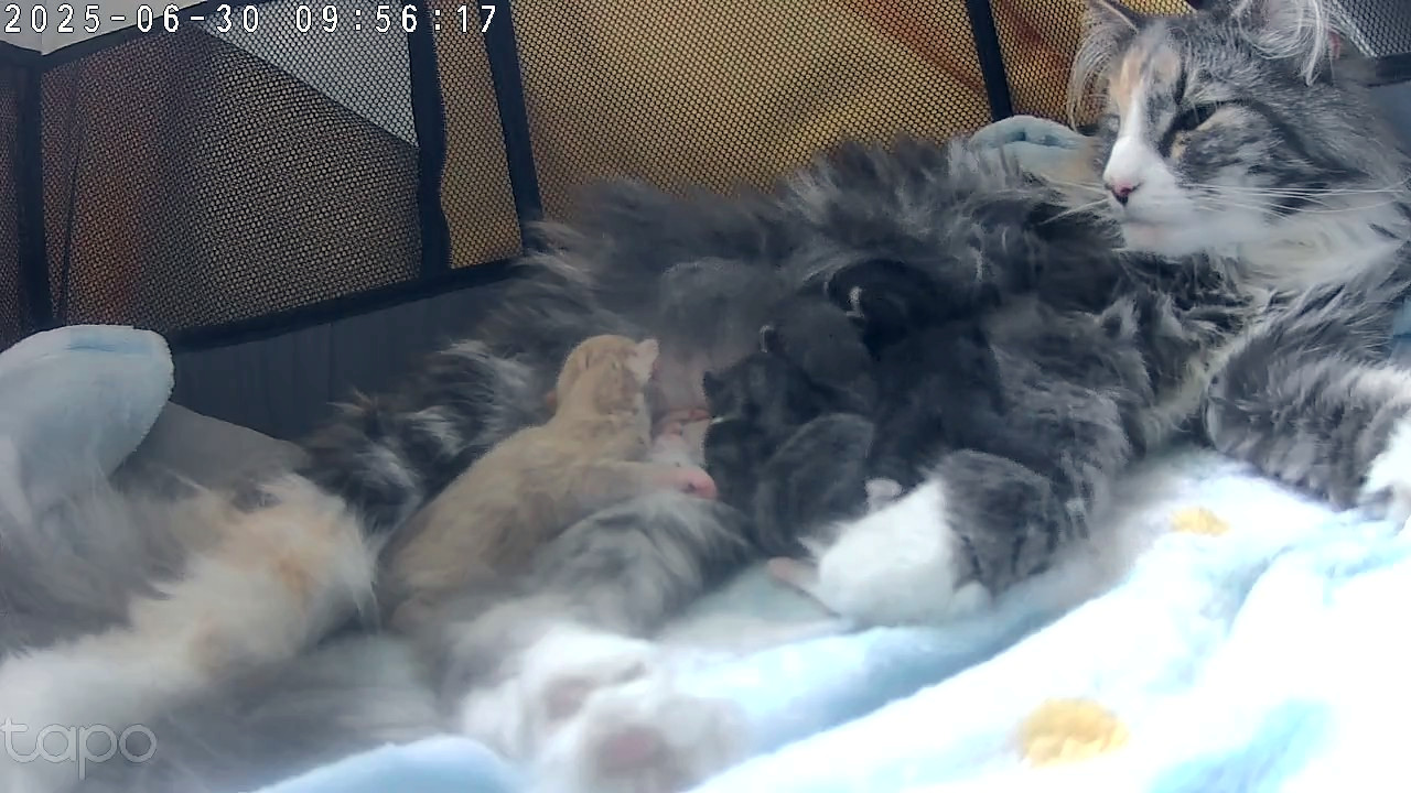 Chatons norvégiens, naissances juin 2025
