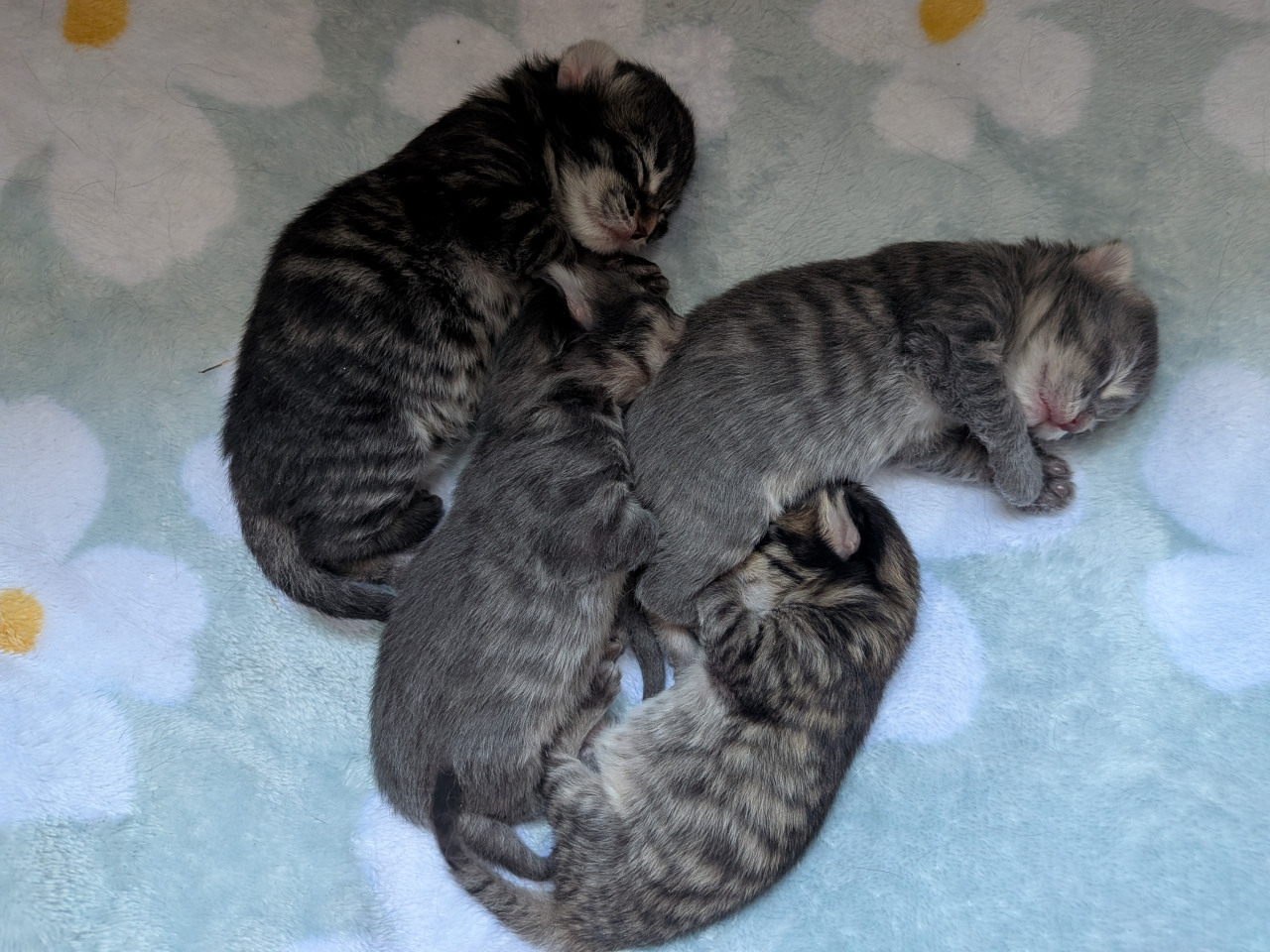 Chatons norvégiens, naissances juin 2026