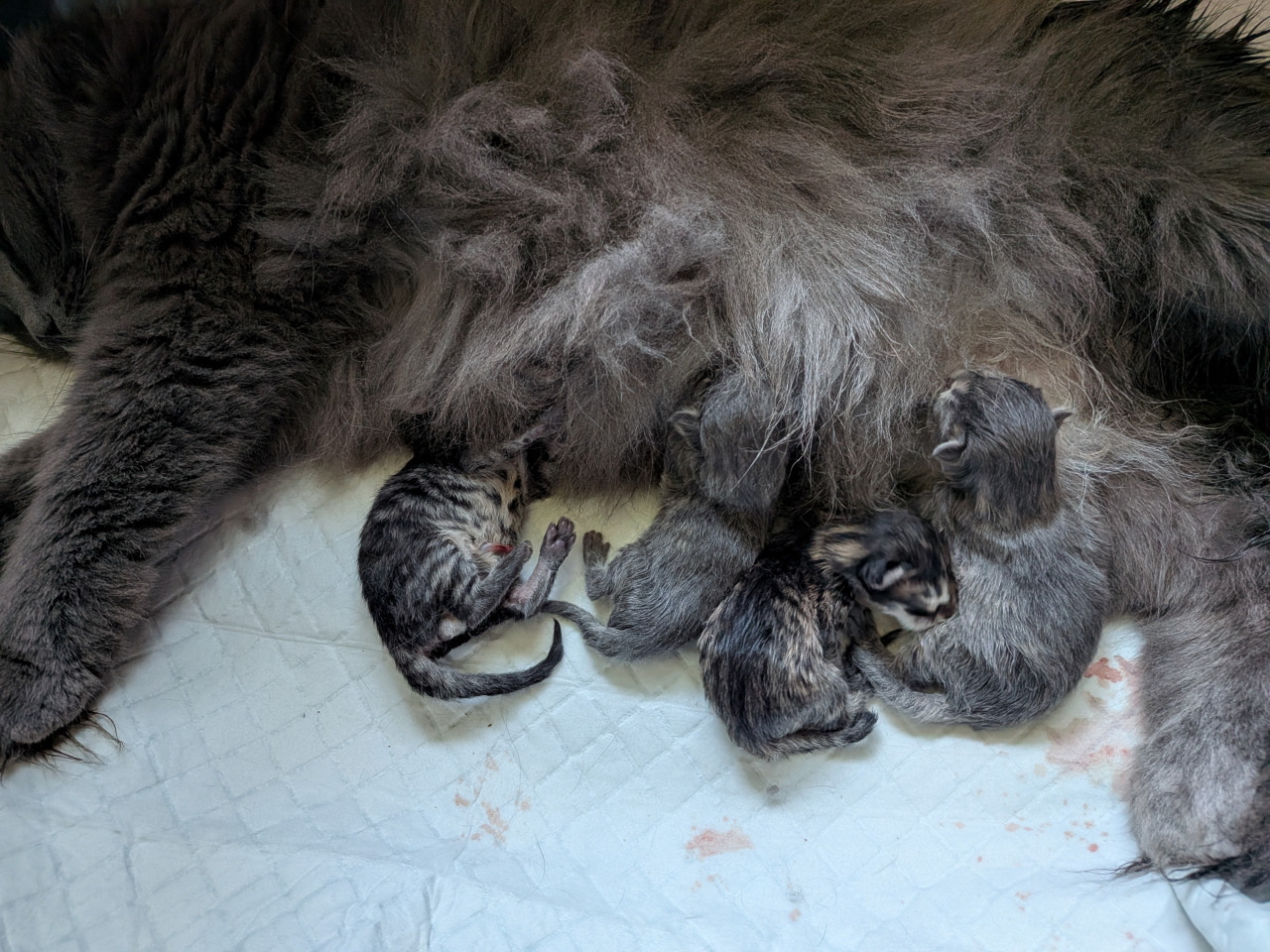 Chatons norvégiens, naissances juin 2026