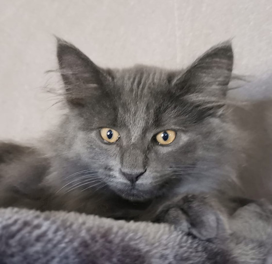 Chatterie de Laguz, chat des forêts norvegiennes